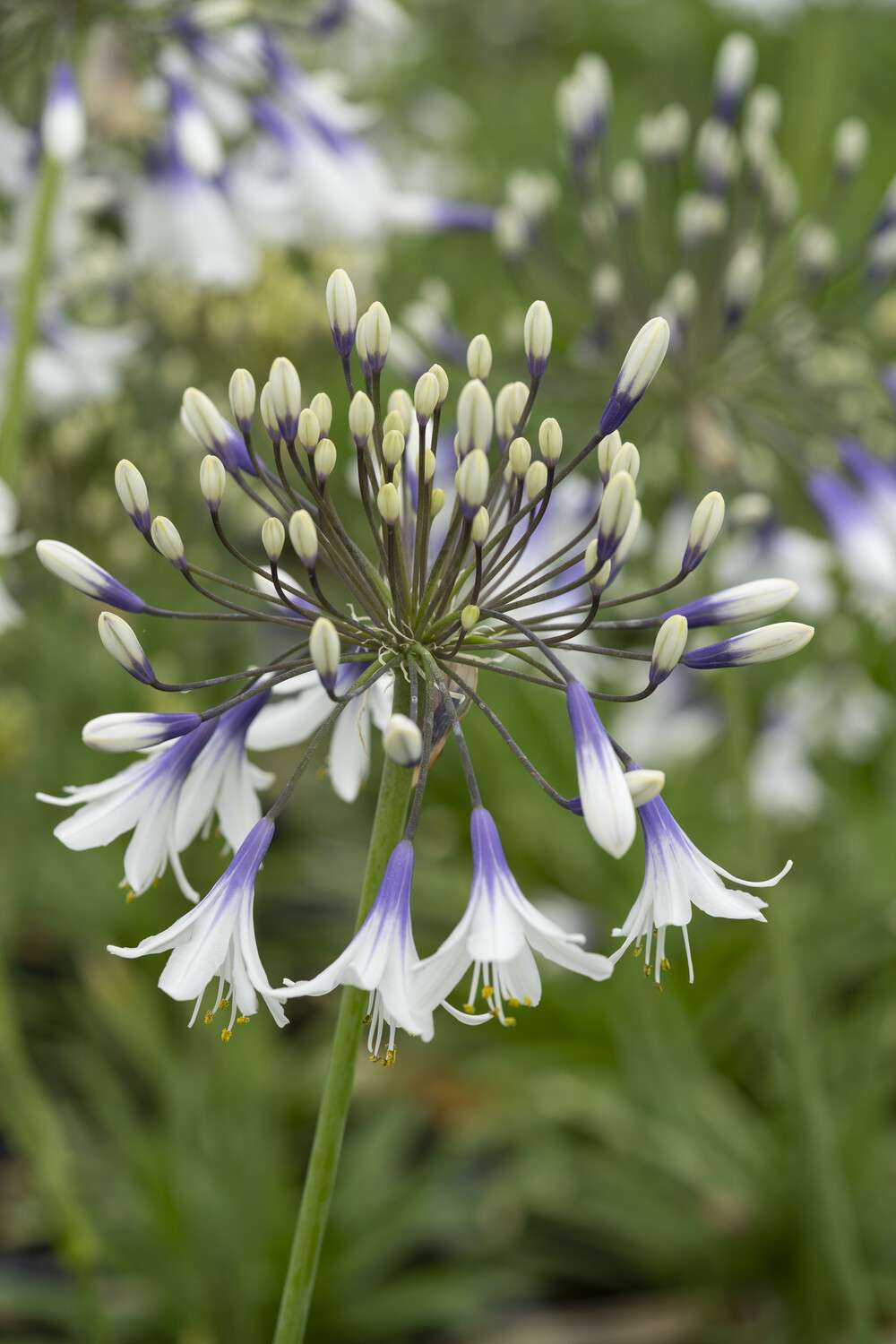 Skærmlilje 'Fireworks'